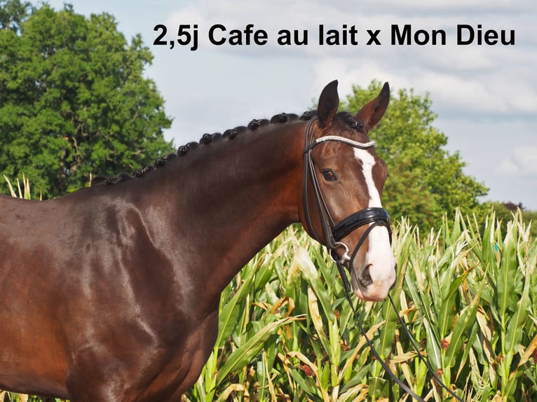 Oldenburg Stallone 1 Anno 168 cm Morello in Bramsche Oldenburg Stallone 1 Anno 168 cm Morello in Bramsche