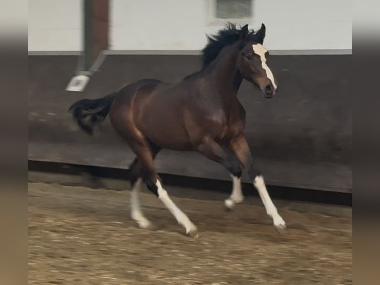 Oldenburg Stallone 1 Anno 169 cm Baio scuro in Bramsche