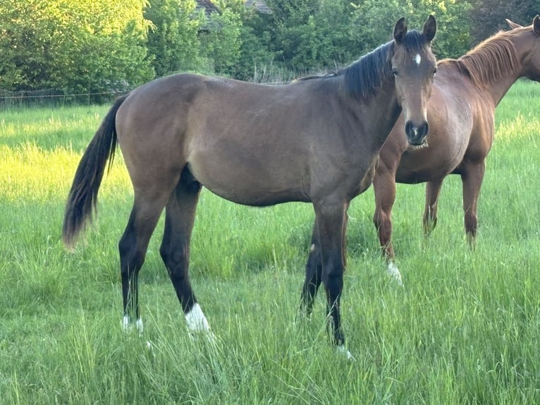 Oldenburg Stallone 1 Anno 170 cm Baio in Steinhöfel