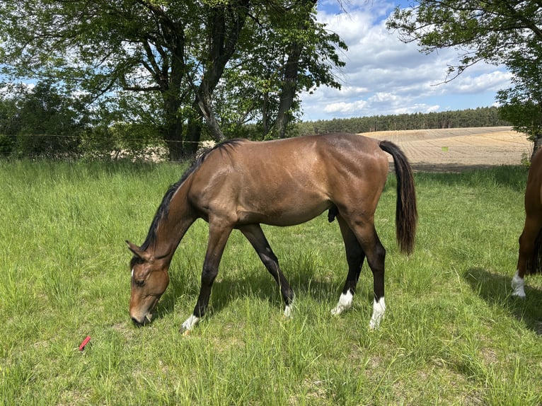 Oldenburg Stallone 1 Anno 170 cm Baio in Steinhöfel