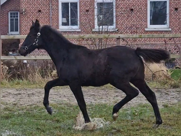 Oldenburg Stallone 1 Anno 170 cm in Wittmund