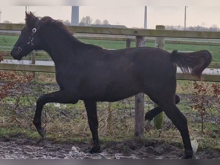 Oldenburg Stallone 1 Anno 170 cm in Wittmund