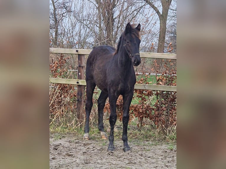 Oldenburg Stallone 1 Anno 170 cm in Wittmund