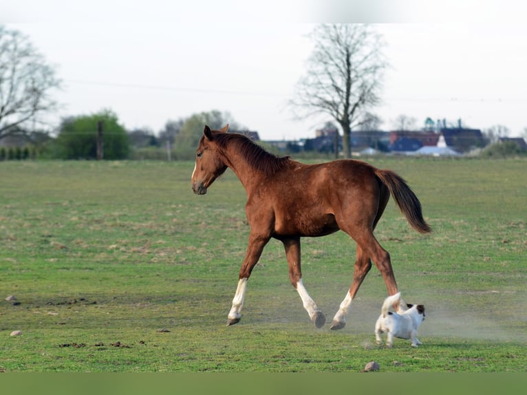 Oldenburg Stallone 1 Anno 170 cm Sauro in Radziejów