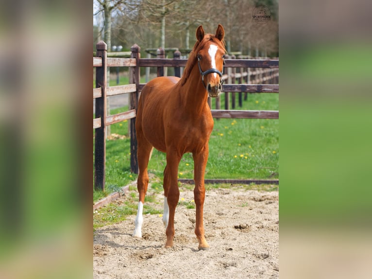 Oldenburg Stallone 1 Anno 170 cm Sauro scuro in Blunk