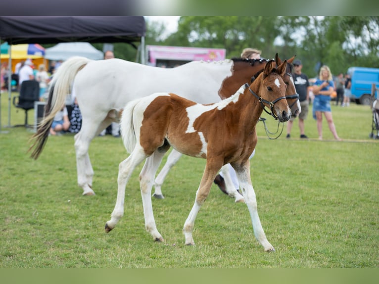 Oldenburg Stallone 1 Anno 170 cm Tobiano-tutti i colori in Dojazdów