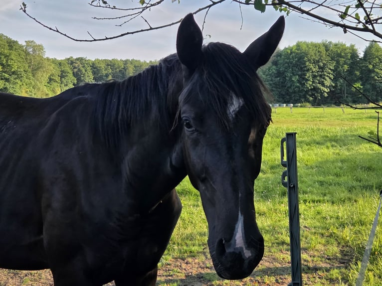Oldenburg Stallone 1 Anno 175 cm Baio nero in Bleckede