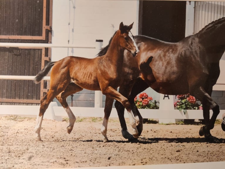 Oldenburg Stallone 1 Anno Baio in Feldatal