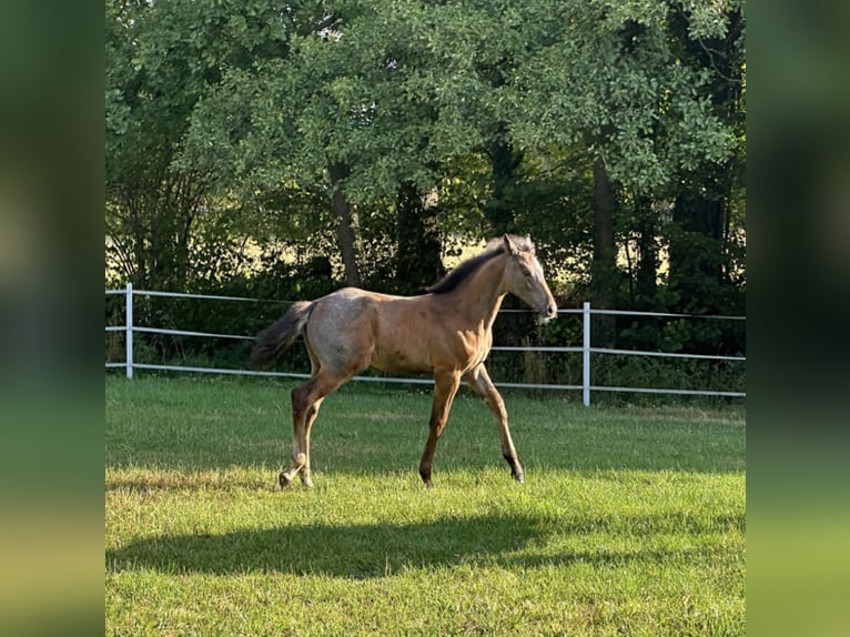 Oldenburg Stallone 1 Anno Grigio in Ganderkesee