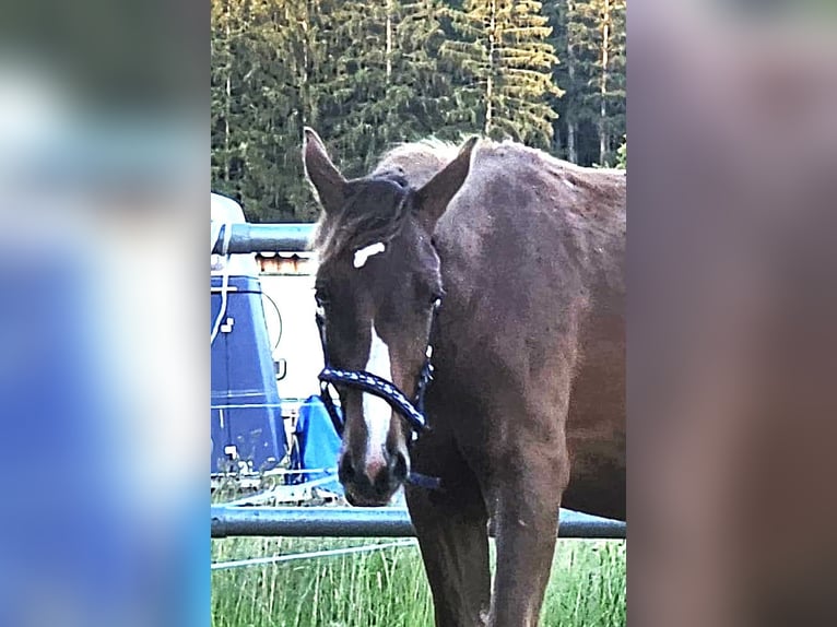 Oldenburg Stallone 1 Anno Sauro scuro in Isny im Allgäu