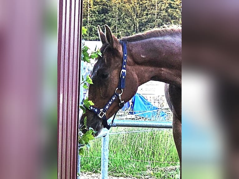 Oldenburg Stallone 1 Anno Sauro scuro in Isny im Allgäu