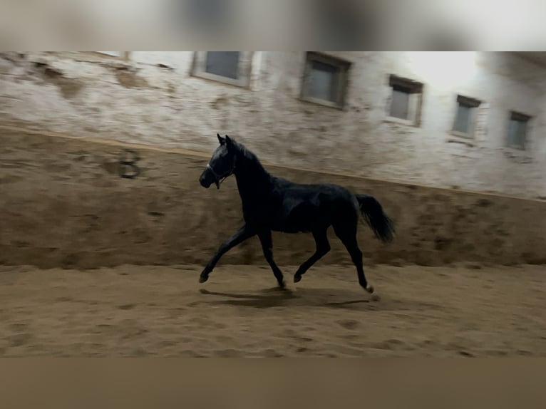 Oldenburg Stallone 2 Anni 156 cm Morello in Heiligengrabe