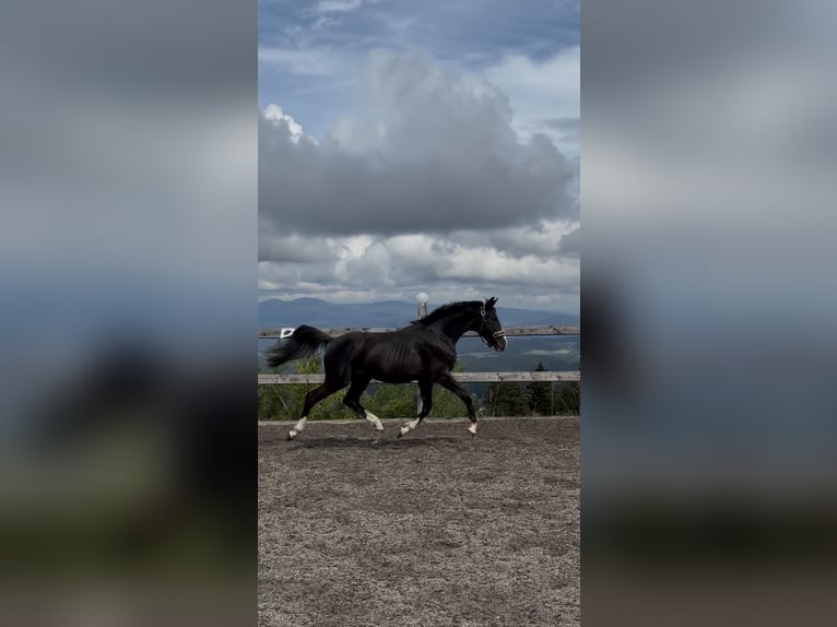Oldenburg Stallone 2 Anni 160 cm Baio nero in Sankt Englmar