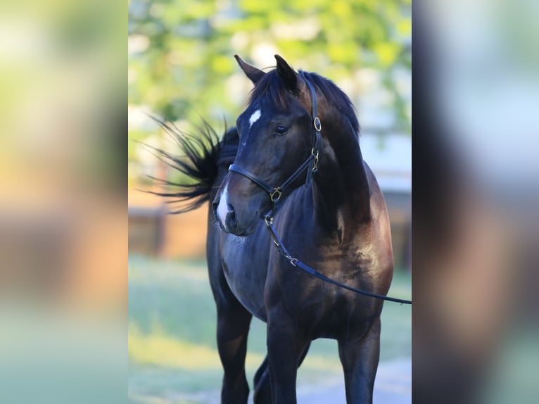 Oldenburg Stallone 2 Anni 162 cm Baio ciliegia in Brytivka