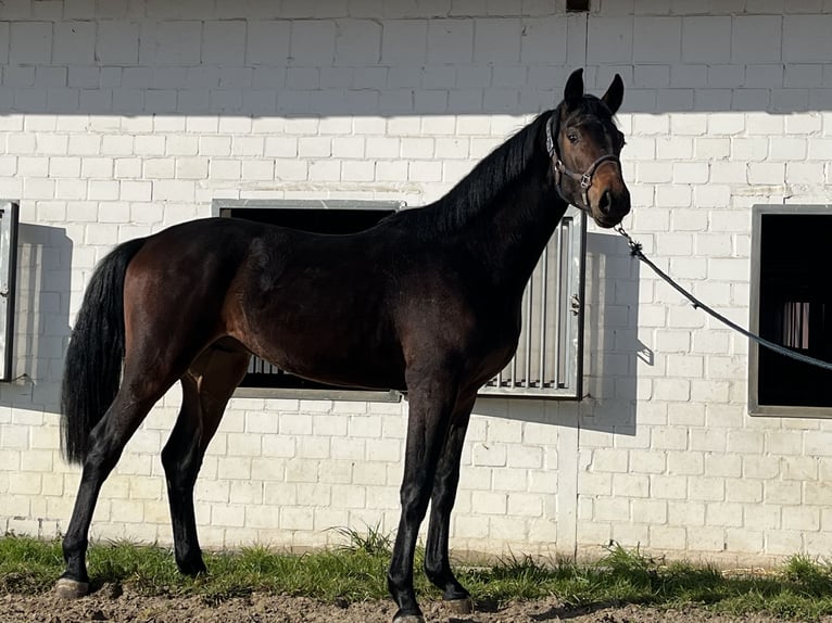 Oldenburg Stallone 2 Anni 163 cm Baio scuro in Hiddenhausen