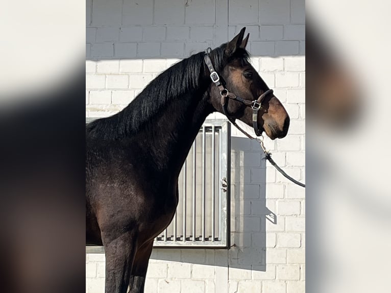 Oldenburg Stallone 2 Anni 163 cm Baio scuro in Hiddenhausen