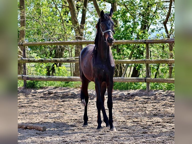 Oldenburg Stallone 2 Anni 163 cm Baio scuro in Radeburg