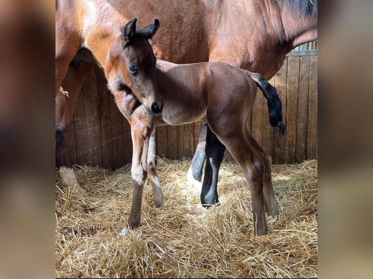 Oldenburg Stallone 2 Anni 165 cm Baio in Überlingen