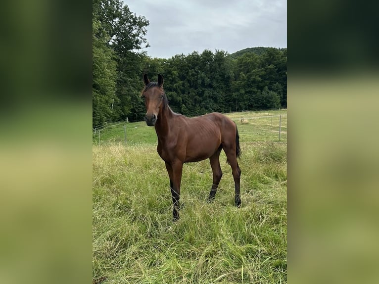 Oldenburg Stallone 2 Anni 165 cm Baio in Überlingen