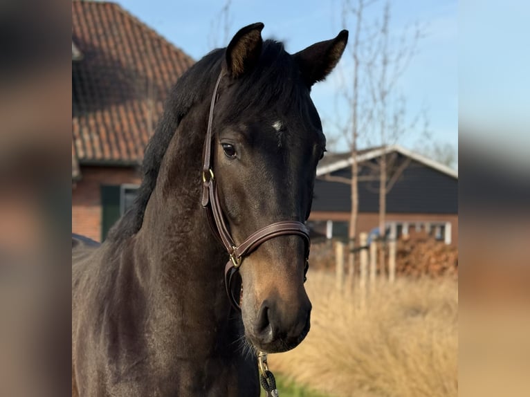Oldenburg Stallone 2 Anni 165 cm Baio scuro in Zieuwent