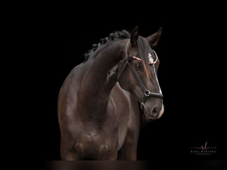 Oldenburg Stallone 2 Anni 165 cm Morello in Wehringen