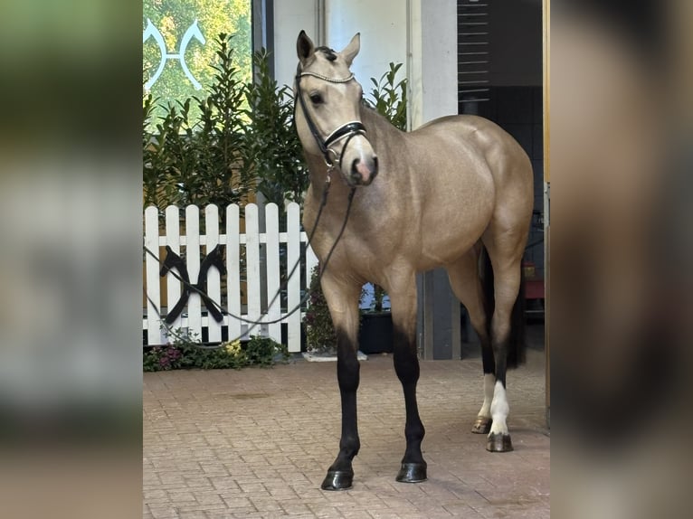 Oldenburg Stallone 2 Anni 165 cm Pelle di daino in Verden K&#xF6;rung