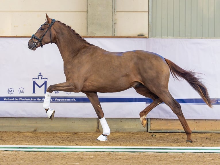 Oldenburg Stallone 2 Anni 165 cm Sauro scuro in Redefin