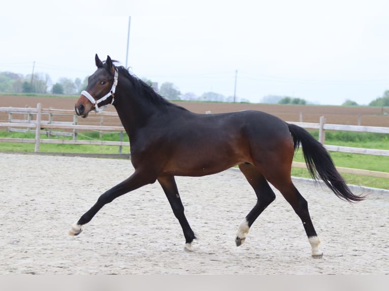 Oldenburg Stallone 2 Anni 166 cm Baio in Pepingen