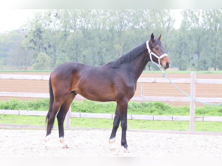 Oldenburg Stallone 2 Anni 166 cm Baio in Pepingen