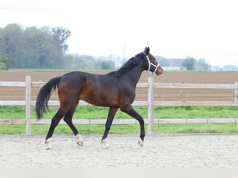 Oldenburg Stallone 2 Anni 166 cm Baio in Pepingen