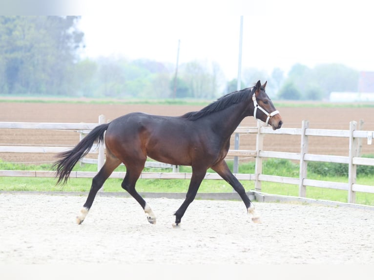 Oldenburg Stallone 2 Anni 166 cm Baio in Pepingen
