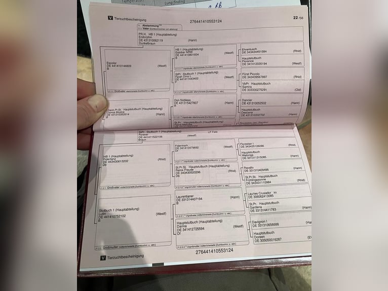 Oldenburg Stallone 2 Anni 166 cm Baio in Pepingen