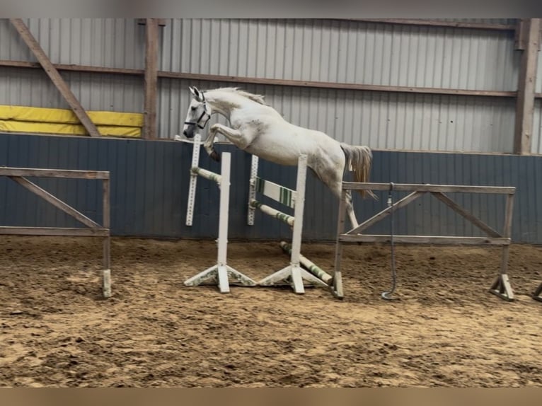 Oldenburg Stallone 2 Anni 166 cm Grigio in Hanerau-Hademarschen