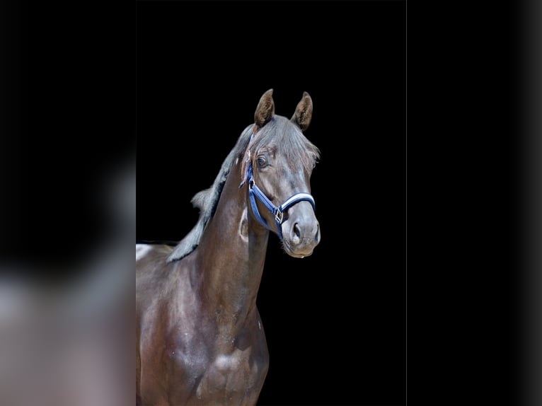 Oldenburg Stallone 2 Anni 166 cm Morello in Vechta