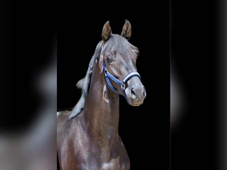 Oldenburg Stallone 2 Anni 166 cm Morello in Vechta
