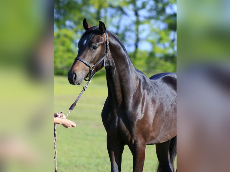 Oldenburg Stallone 2 Anni 167 cm Baio ciliegia in Britovka