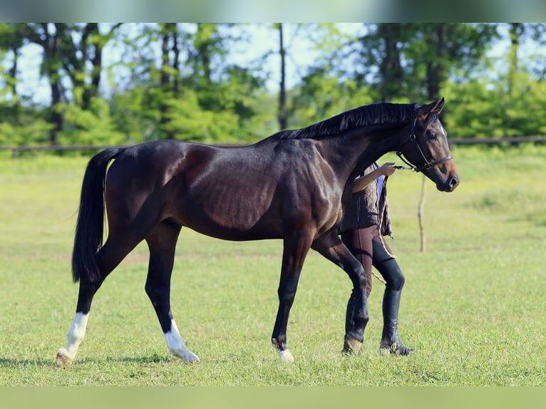 Oldenburg Stallone 2 Anni 167 cm Baio ciliegia in Britovka