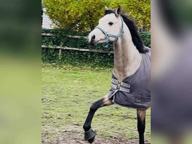 Oldenburg Stallone 2 Anni 167 cm Pelle di daino in Sottrum