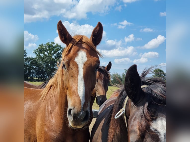 Oldenburg Stallone 2 Anni 167 cm Sauro in Graditz