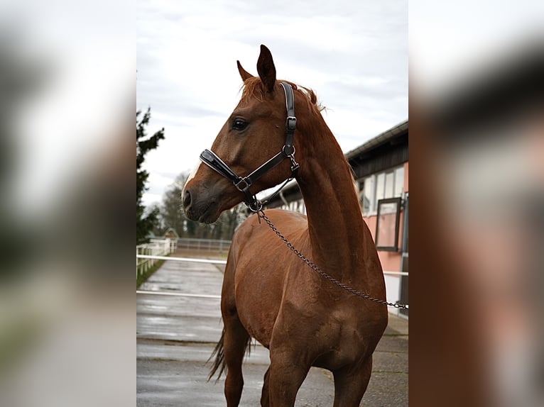 Oldenburg Stallone 2 Anni 167 cm Sauro in Graditz