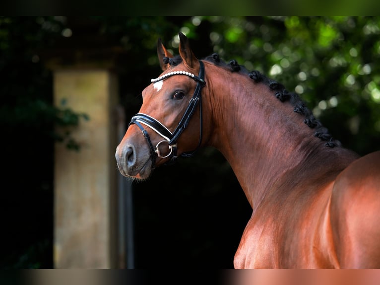 Oldenburg Stallone 2 Anni 168 cm Baio in Bramsche