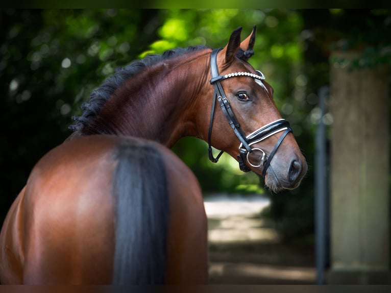 Oldenburg Stallone 2 Anni 168 cm Baio in Bramsche