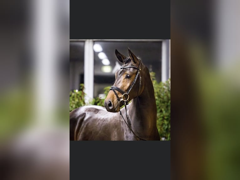 Oldenburg Stallone 2 Anni 168 cm Baio scuro in Klein Berßen