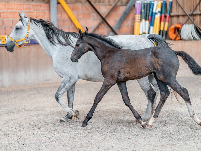 Oldenburg Stallone 2 Anni 168 cm Grigio in Zduchovice