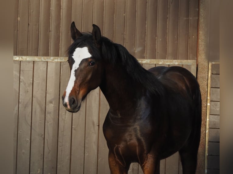 Oldenburg Stallone 2 Anni 169 cm Baio scuro in Bramsche