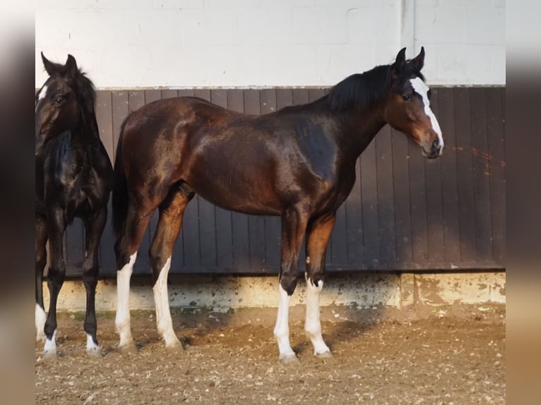 Oldenburg Stallone 2 Anni 169 cm Baio scuro in Bramsche