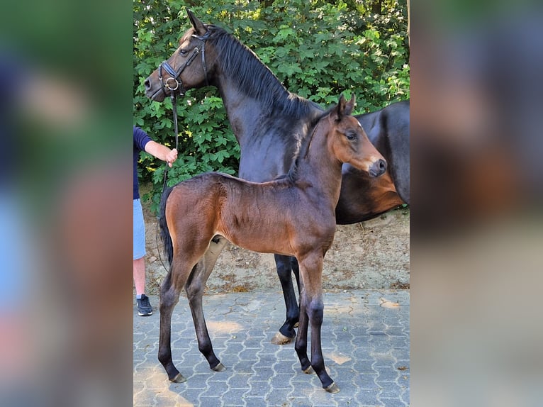 Oldenburg Stallone 2 Anni 169 cm Baio scuro in Lindern (Oldenburg)