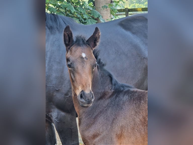 Oldenburg Stallone 2 Anni 169 cm Baio scuro in Lindern (Oldenburg)