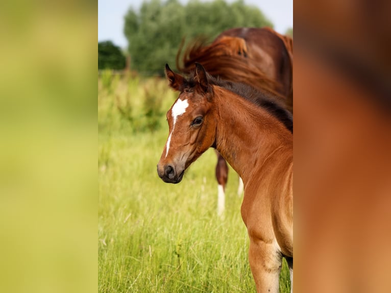 Oldenburg Stallone 2 Anni 170 cm Baio in Groß Roge