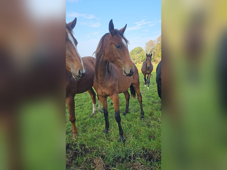 Oldenburg Stallone 2 Anni 170 cm Baio in Groß Roge